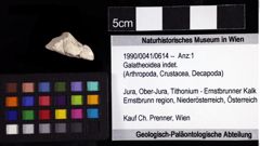 Foto (Objket + Etiketten) von Galatheoidea indet. 